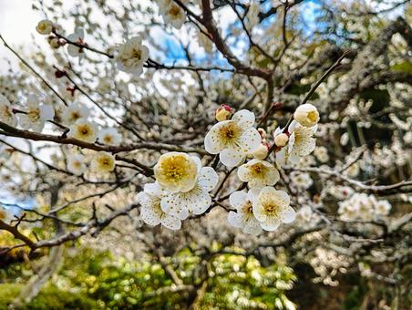白梅の春 白梅の春 花見,梅見,3月の写真素材