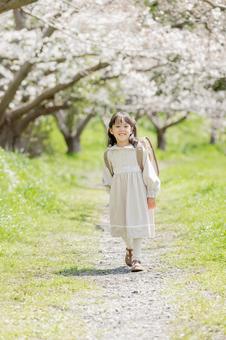 桜並木の下を歩く新一年生 桜並木の下を歩く新一年生 新一年生,一年生,ランドセルの写真素材