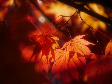 背景に合う紅葉のアップ 背景に合う紅葉のアップの写真