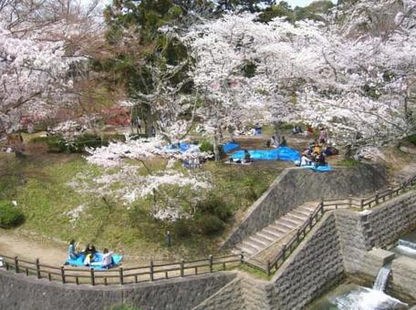 花見 花見の写真