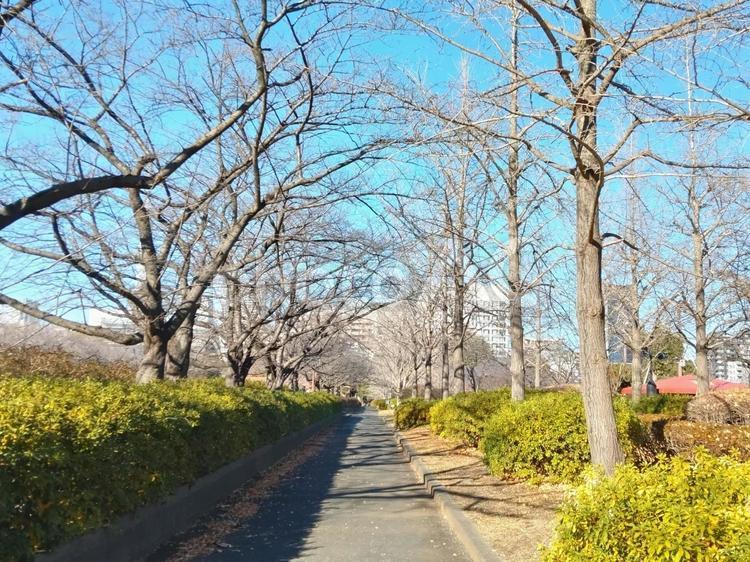 冬枯れの銀杏並木 冬枯れ,イチョウ,並木の写真素材