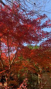 紅葉一色 紅葉一色の写真