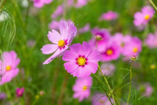 コスモスの花 コスモスの花 コスモス,コスモス畑,花の写真素材