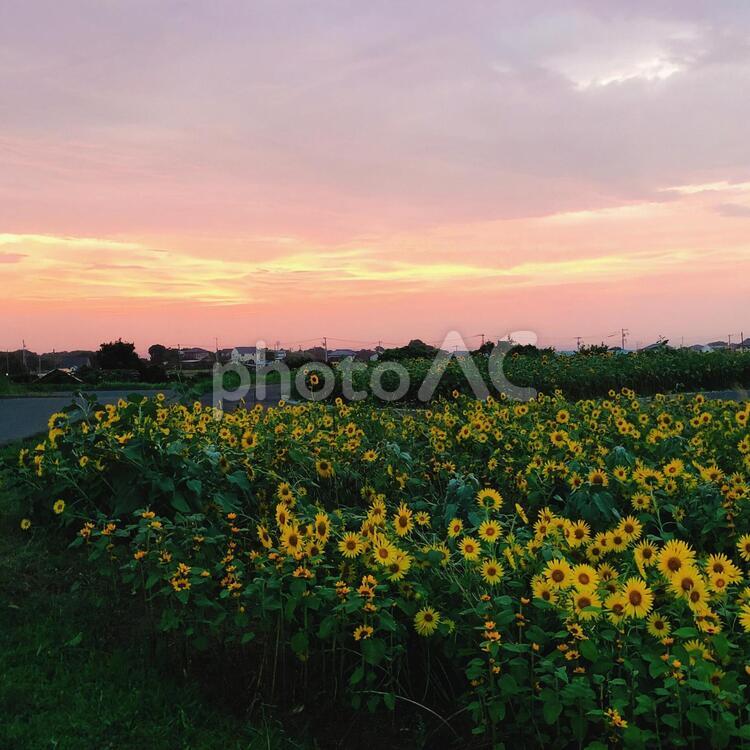 ひまわり畑と夕焼け 夕焼け,夕日,夕方の写真素材