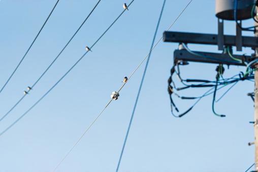 電線に止まって辺りを見回すスズメ スズメ,小鳥,野鳥の写真素材