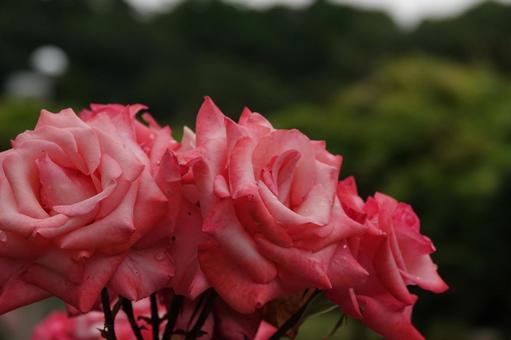 Jindai Botanical Gardens Rose Garden, JPG