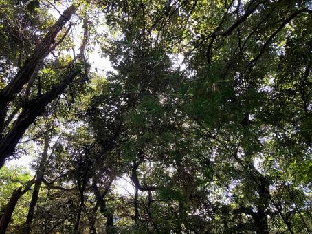 森林の中から見上げた空 森林の中から見上げた空 木,自然,木材の写真素材