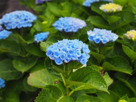 青い紫陽花 紫陽花,アジサイ,青の写真素材