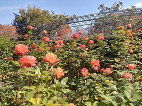 秋の薔薇園 薔薇,花,葉っぱの写真素材