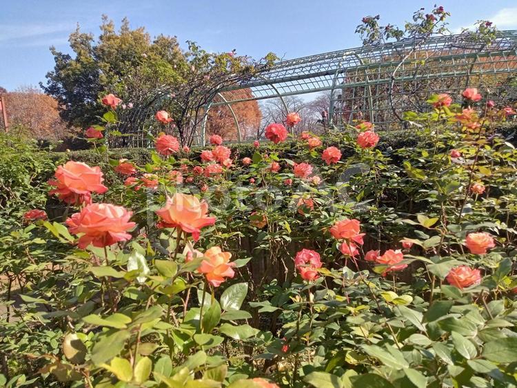 秋の薔薇園 薔薇,花,葉っぱの写真素材