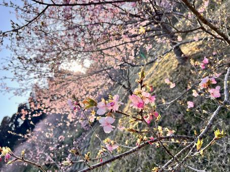桜 桜の写真