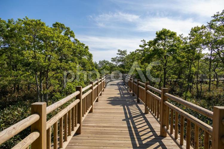 知床五湖の高架木道と初夏の青空 知床五湖,高架木道,道東の写真素材