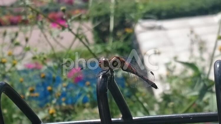 柵にとまった赤とんぼ 赤とんぼ,赤トンボ,アキアカネの写真素材