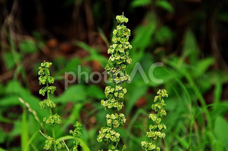 ギシギシの花 ギシギシ,シノネ,ウマスカンポの写真素材