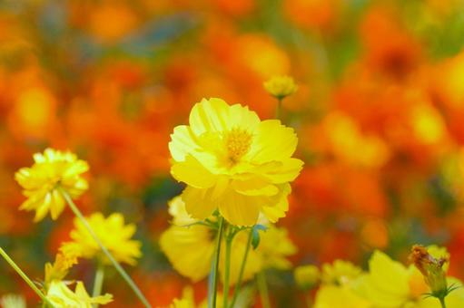 キバナコスモス キバナコスモス,花,秋の写真素材
