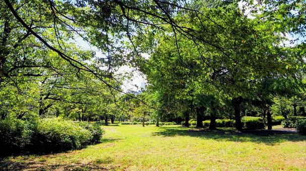 初秋の猿江恩賜公園・木漏れ日(江東区) 初秋の猿江恩賜公園・木漏れ日(江東区)の写真