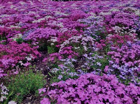 芝桜, 芝桜,の写真