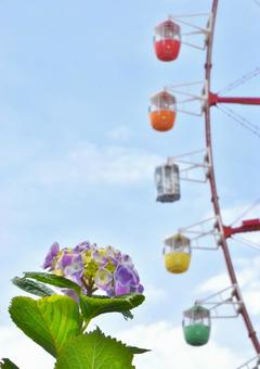お台場のアジサイ お台場のアジサイ アジサイ,紫陽花,お台場の写真素材