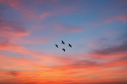 夕空と鳥のシルエット 夕空と鳥のシルエットの写真