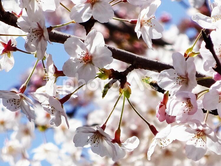 桜咲く５ 桜,櫻,さくらの写真素材