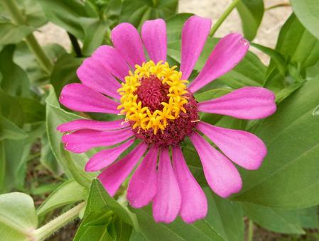 [Flower photo] Zinnia elegans, JPG
