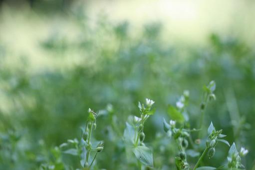 小さな花と雑草2 小さな花と雑草2の写真
