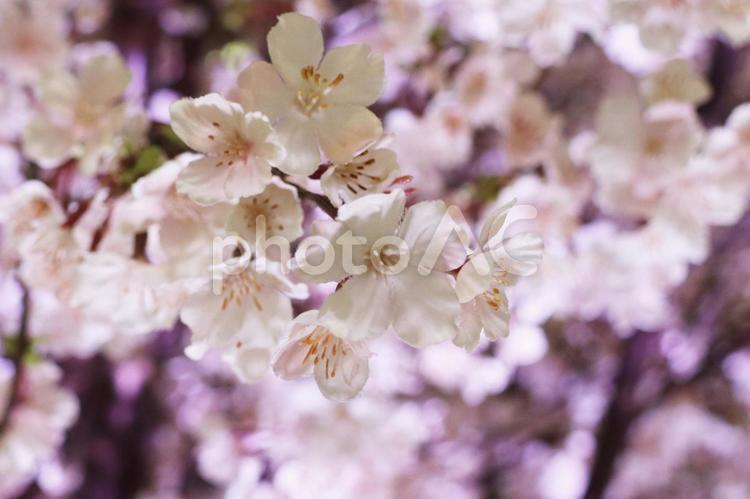 夜桜 夜桜,桜,花の写真素材