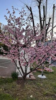 春の梅の花2 春の梅の花2の写真