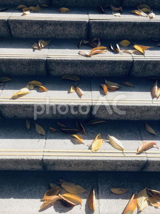 落ち葉と階段 落ち葉,階段,冬の写真素材