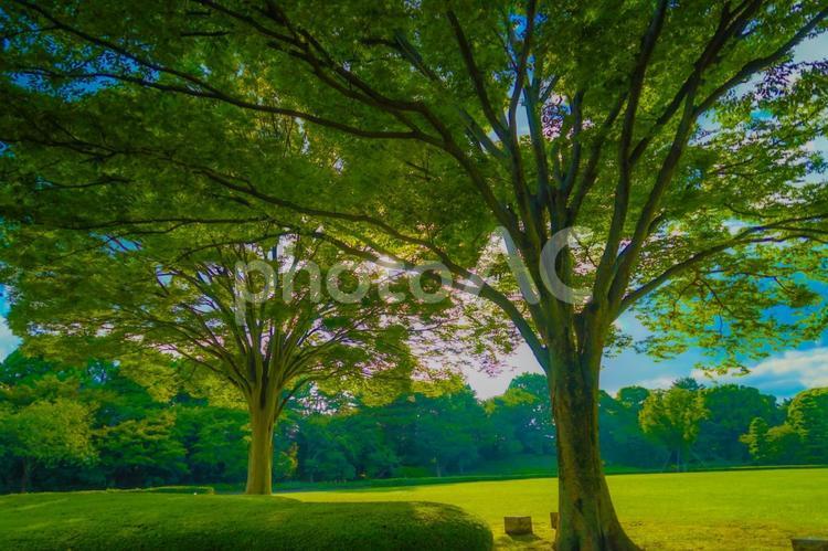 晴れた日の公園の大木 公園,大木,緑の写真素材