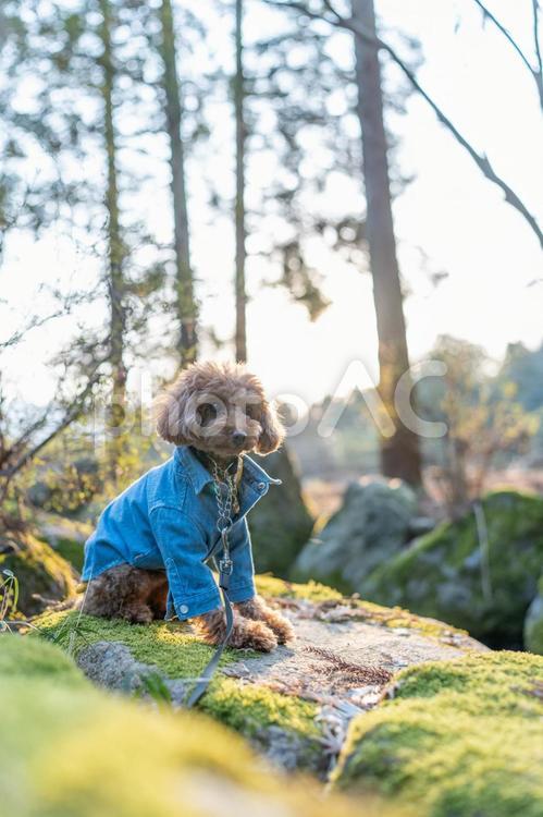 春の公園で散歩するトイプードル トイプードル,トイプー,春の写真素材