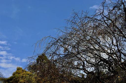 Photo, autumn, autumn's visit, the trees, 