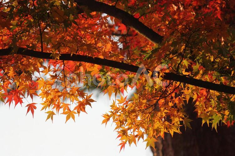 日本の紅葉　須賀川牡丹園 紅葉,日本,須賀川牡丹園の写真素材