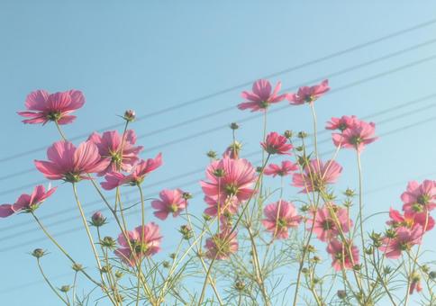 青空とコスモスの写真