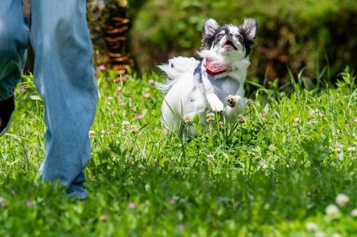 甘えん坊なチワワ ちわわ,チワワ,犬の写真素材