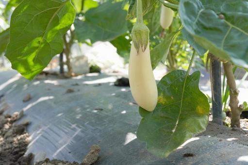 Photo, white eggplant, white, home garden, 