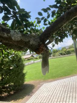 羽化 羽化 蝉,羽化,夏の写真素材