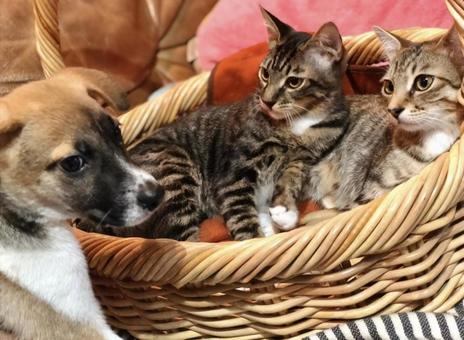 我が家の仲良し犬猫たち 我が家の仲良し犬猫たち いぬ,犬,保護犬の写真素材