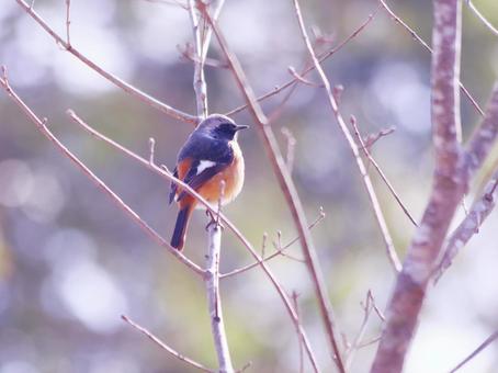 枝に止まるジョウビタキ 枝に止まるジョウビタキの写真