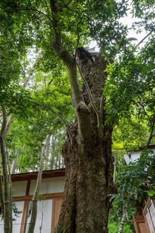 船迫熊野神社⑾ 船迫熊野神社⑾の写真