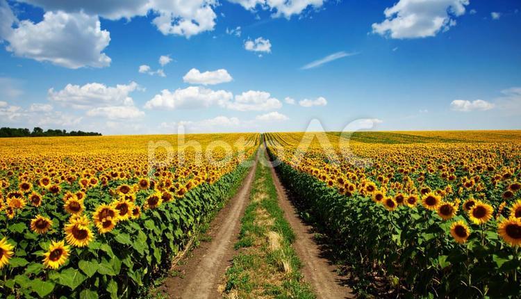 ひまわり畑に伸びるまっすぐの小道 小道,ひまわり,夏の写真素材