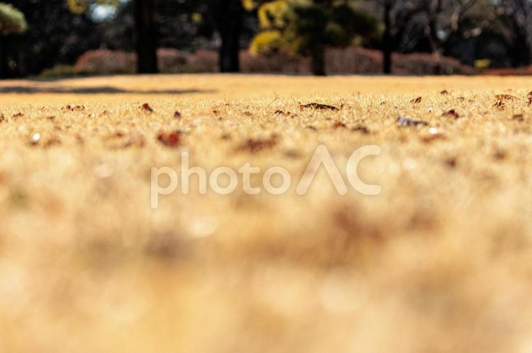 冬の公園の落ち葉と枯れた芝 自然,屋外,動物の写真素材