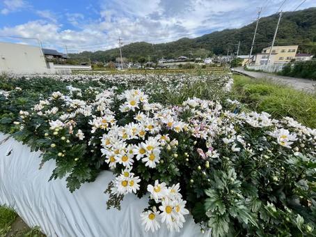 奈良　小菊畑 平群の小菊,平群,へぐりの写真素材