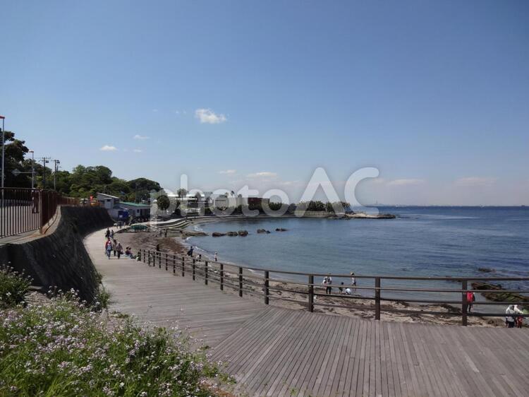 観音崎ボードウォーク ボードウォーク,海,海岸の写真素材