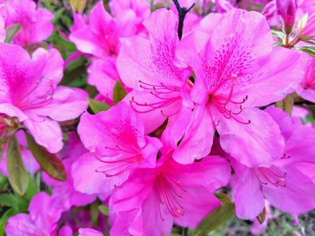 Pink azalea flowers_16, JPG Pink azalea flowers_16, JPG