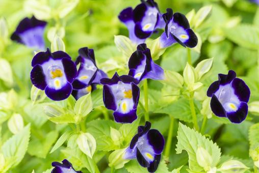 トレニア トレニアの写真