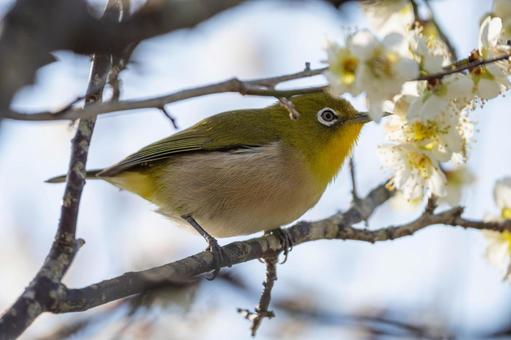 桜をつつくメジロ 桜をつつくメジロ 日本,野鳥,鳥の写真素材