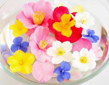 水浮花 水浮花の写真