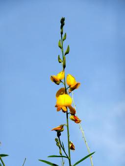 空に向かって伸びるコガネタヌキマメ コガネタヌキマメ,植物,茎の写真素材