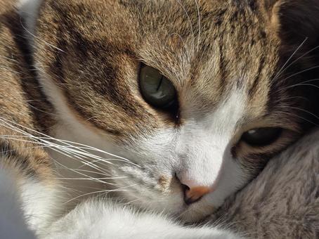 まったりする猫 猫,ネコ,ペットの写真素材